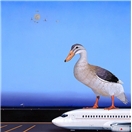 Migration Dream of Indian Runner Duck