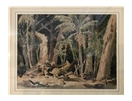 Tree Fern Gulley, Lord Howe Island